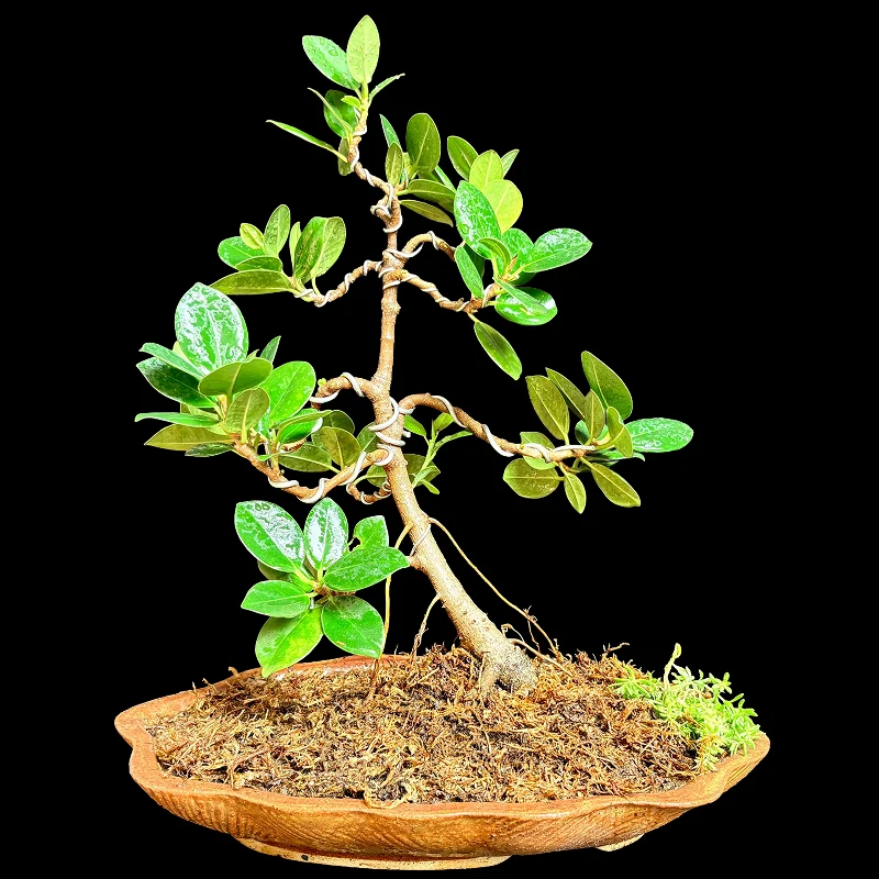 FICUS LONG ICELAND